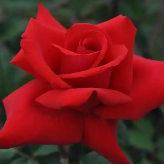 Roșu - Trandafiri - Grande Amore ® - 